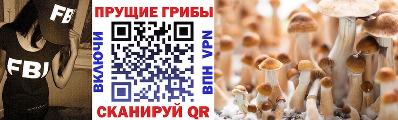 Галлюциногенные грибы MAGIC MUSHROOMS  Прохладный 
